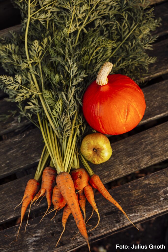 Es wird Herbst bei der Solawi