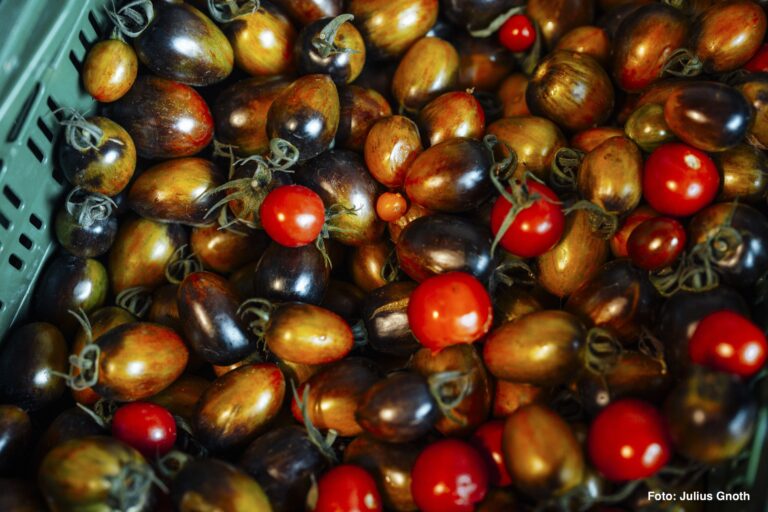 Tomaten aus unserem Folientunnel